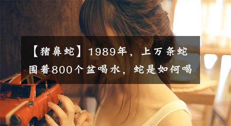 【豬鼻蛇】1989年，上萬條蛇圍著800個盆喝水，蛇是如何喝水的？沒水怎么辦