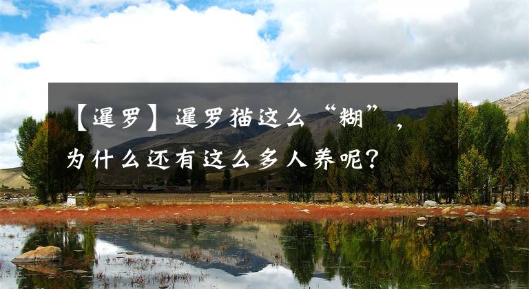 【暹羅】暹羅貓這么“糊”，為什么還有這么多人養(yǎng)呢？