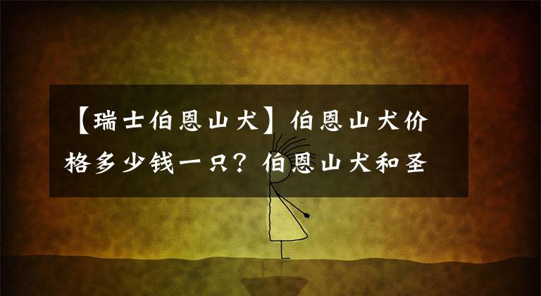 【瑞士伯恩山犬】伯恩山犬價格多少錢一只？伯恩山犬和圣伯納的區(qū)別？