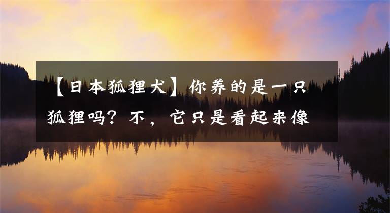 【日本狐貍?cè)磕沭B(yǎng)的是一只狐貍嗎？不，它只是看起來像狐貍，其實(shí)是一只銀狐犬