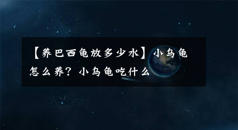 【養(yǎng)巴西龜放多少水】小烏龜怎么養(yǎng)？小烏龜吃什么