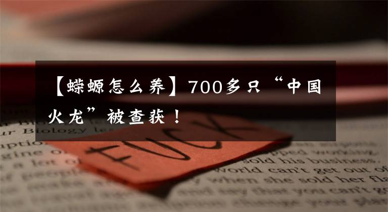 【蠑螈怎么養(yǎng)】700多只“中國火龍”被查獲！