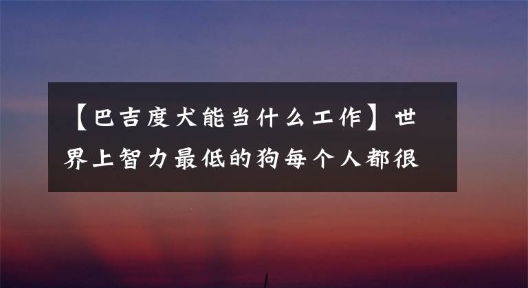 【巴吉度犬能當什么工作】世界上智力最低的狗每個人都很貴，但大多數(shù)狗都是我們養(yǎng)過的。