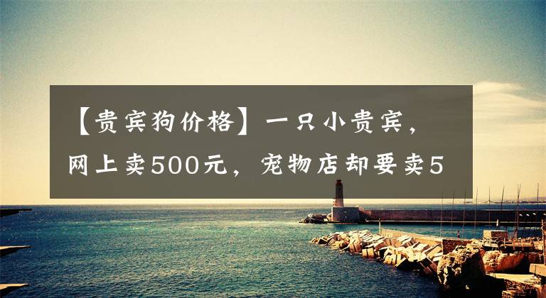 【貴賓狗價格】一只小貴賓，網(wǎng)上賣500元，寵物店卻要賣5000元？