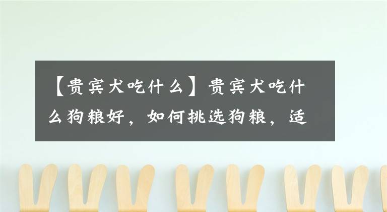 【貴賓犬吃什么】貴賓犬吃什么狗糧好，如何挑選狗糧，適合貴賓犬的狗糧推薦