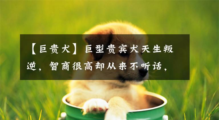 【巨貴犬】巨型貴賓犬天生叛逆，智商很高卻從來不聽話，氣得主人想丟狗