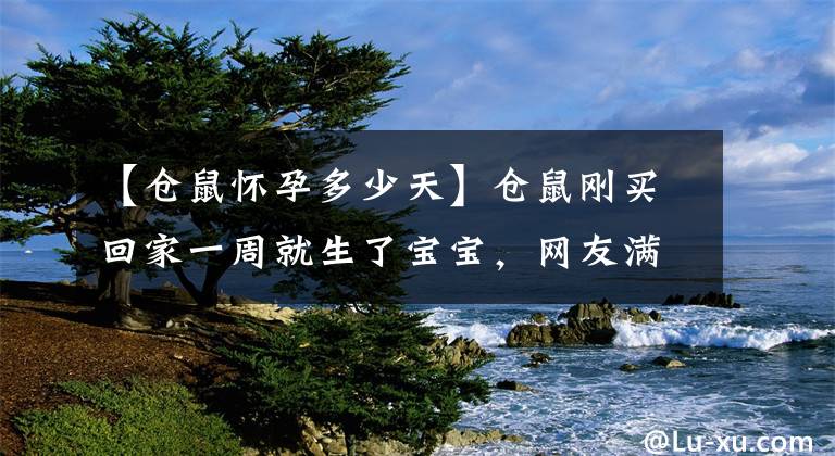 【倉(cāng)鼠懷孕多少天】倉(cāng)鼠剛買回家一周就生了寶寶，網(wǎng)友滿臉疑惑：這寵物店太開放了吧