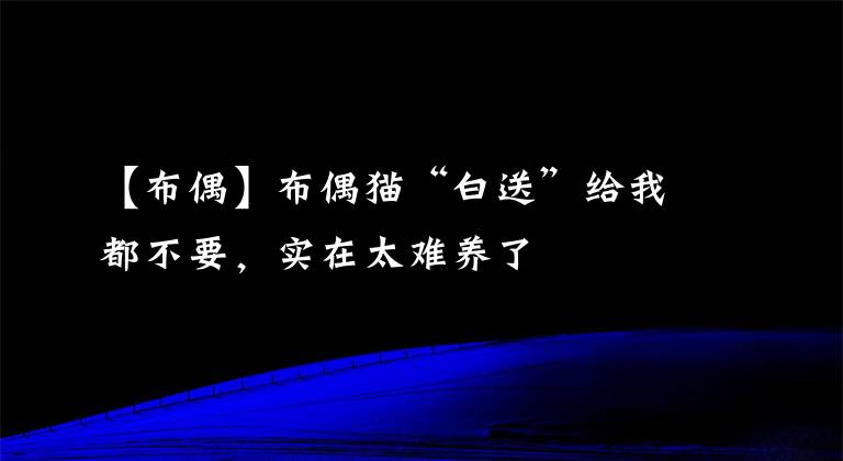 【布偶】布偶貓“白送”給我都不要，實(shí)在太難養(yǎng)了