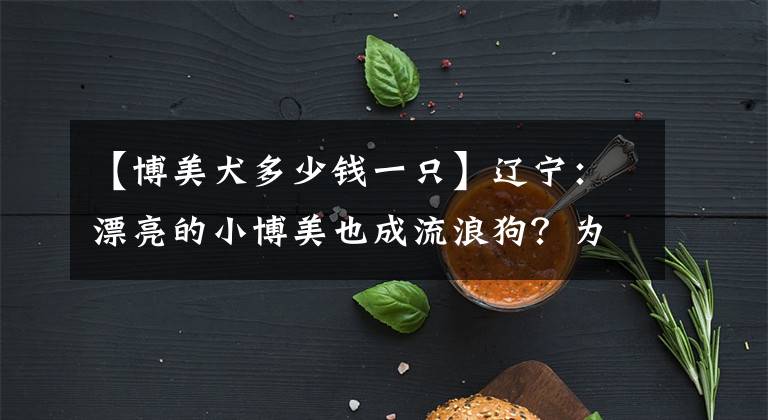 【博美犬多少錢一只】遼寧：漂亮的小博美也成流浪狗？為保住腿，每次換藥對(duì)它都是煎熬