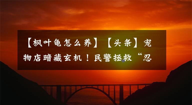 【楓葉龜怎么養(yǎng)】【頭條】寵物店暗藏玄機！民警拯救“忍者神龜”