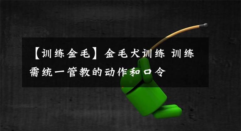 【訓(xùn)練金毛】金毛犬訓(xùn)練 訓(xùn)練需統(tǒng)一管教的動(dòng)作和口令