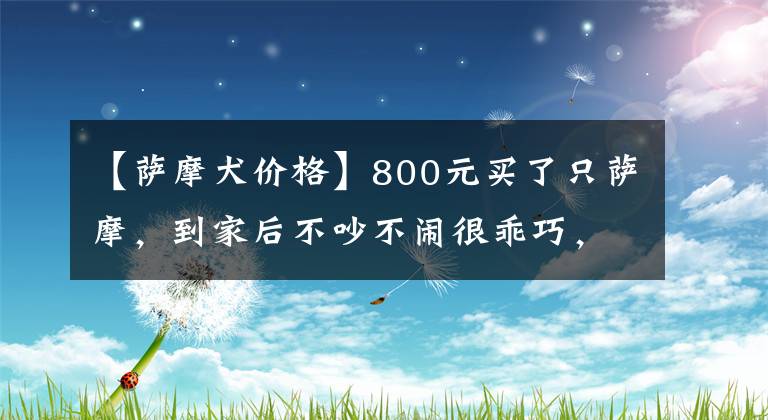 【薩摩犬價格】800元買了只薩摩，到家后不吵不鬧很乖巧，主人懷疑養(yǎng)了只假狗