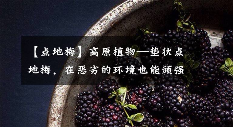 【點地梅】高原植物—墊狀點地梅，在惡劣的環(huán)境也能頑強生長，綻放可愛的花