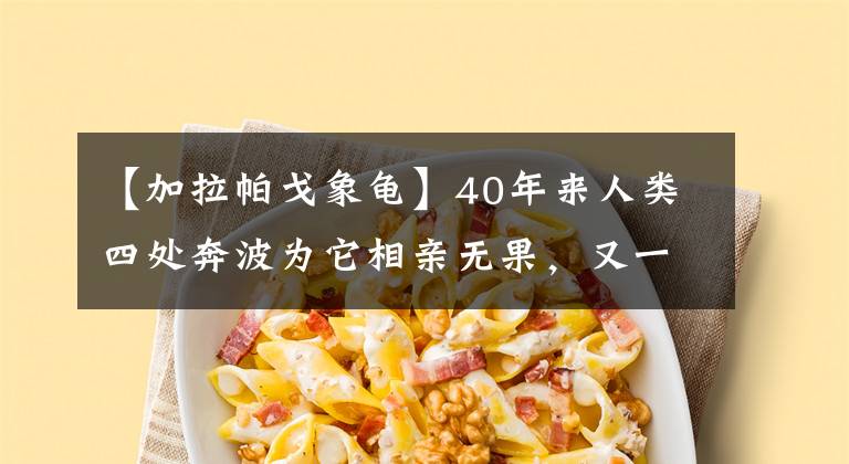 【加拉帕戈象龜】40年來人類四處奔波為它相親無果，又一個(gè)物種永遠(yuǎn)消失