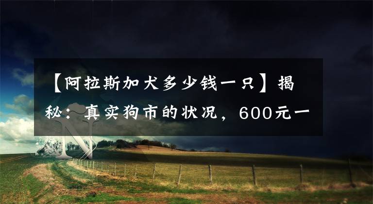 【阿拉斯加犬多少錢一只】揭秘：真實(shí)狗市的狀況，600元一只阿拉斯加，為何無(wú)人購(gòu)買？