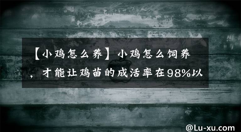 【小雞怎么養(yǎng)】小雞怎么飼養(yǎng)，才能讓雞苗的成活率在98%以上，細(xì)節(jié)決定成敗