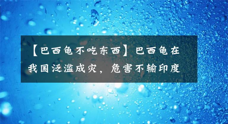 【巴西龜不吃東西】巴西龜在我國(guó)泛濫成災(zāi)，危害不輸印度恒河鱉，我國(guó)吃貨：能吃嗎