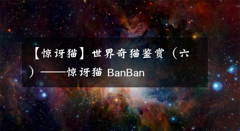 【驚訝貓】世界奇貓鑒賞（六）——驚訝貓 BanBan