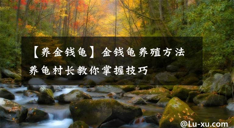 【養(yǎng)金錢龜】金錢龜養(yǎng)殖方法養(yǎng)龜村長教你掌握技巧