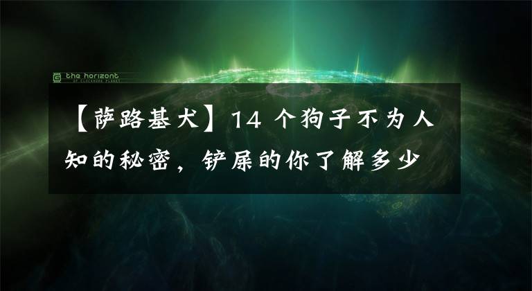 【薩路基犬】14 個(gè)狗子不為人知的秘密，鏟屎的你了解多少