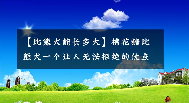 【比熊犬能長多大】棉花糖比熊犬一個讓人無法拒絕的優(yōu)點，養(yǎng)過之后，就不想換狗狗了