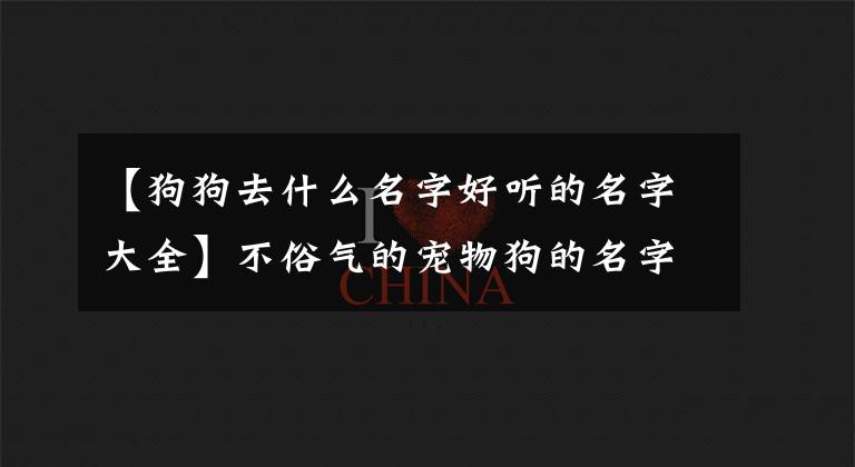 【狗狗去什么名字好聽的名字大全】不俗氣的寵物狗的名字是西式的，很好聽-可愛