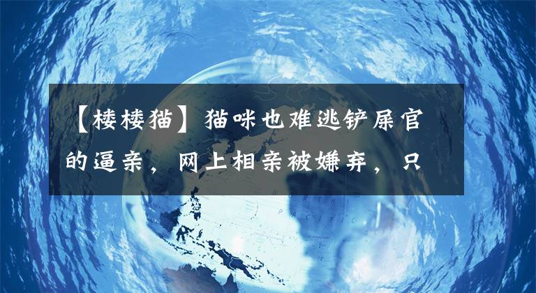 【樓樓貓】貓咪也難逃鏟屎官的逼親，網(wǎng)上相親被嫌棄，只因家庭條件配不上！