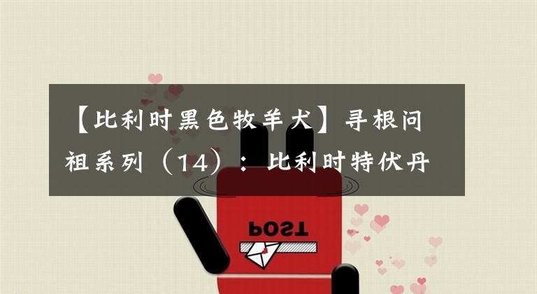 【比利時(shí)黑色牧羊犬】尋根問(wèn)祖系列（14）：比利時(shí)特伏丹犬（Belgian Tervuren）