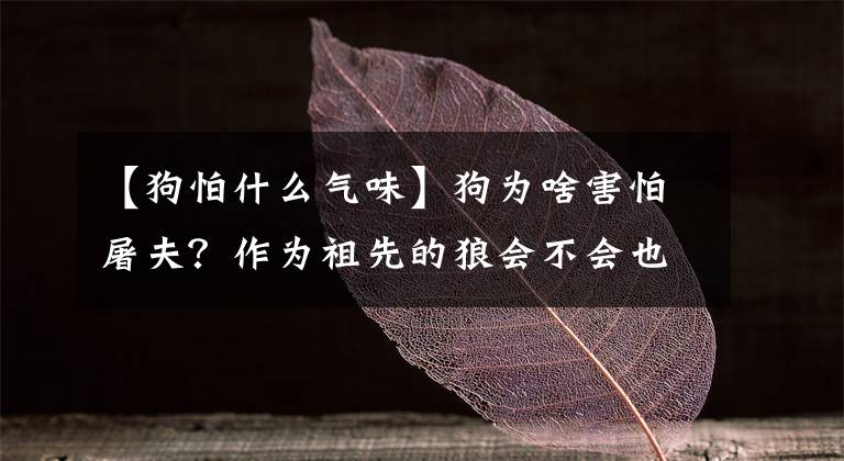 【狗怕什么氣味】狗為啥害怕屠夫？作為祖先的狼會(huì)不會(huì)也害怕屠夫？它們到底在怕啥