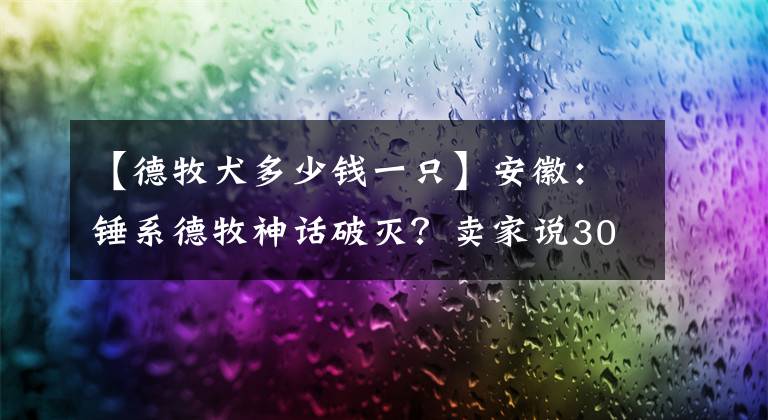 【德牧犬多少錢一只】安徽：錘系德牧神話破滅？賣家說30000買的錘系的德牧，2000就賣