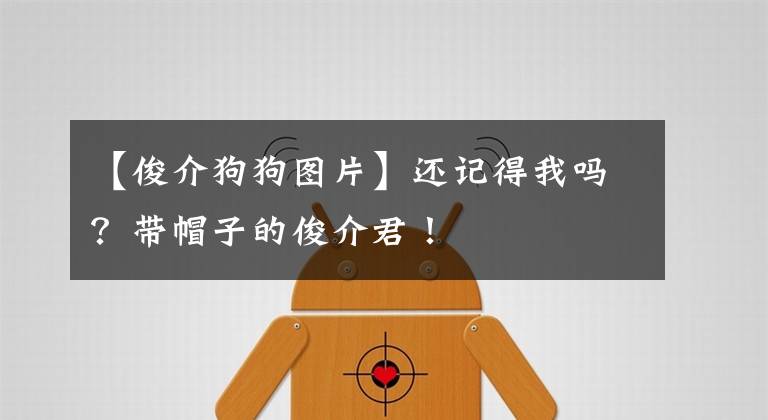 【俊介狗狗圖片】還記得我嗎？帶帽子的俊介君！