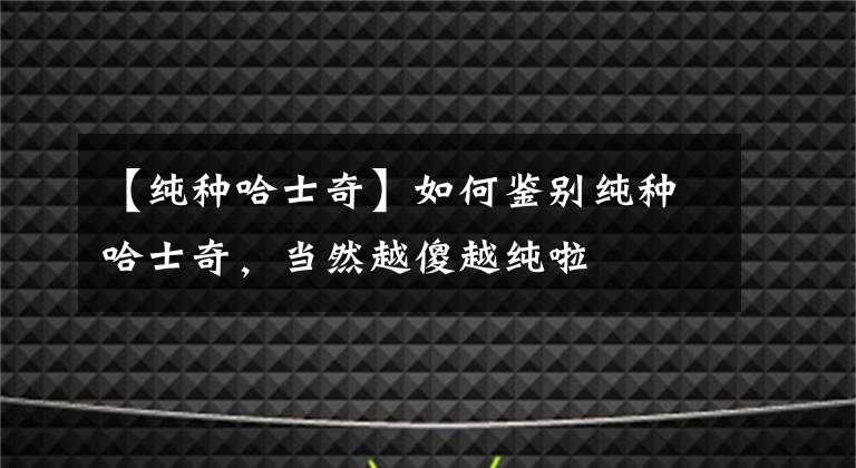 【純種哈士奇】如何鑒別純種哈士奇，當(dāng)然越傻越純啦