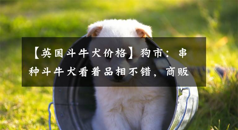 【英國(guó)斗牛犬價(jià)格】狗市：串種斗牛犬看著品相不錯(cuò)，商販打算賣(mài)1000元！