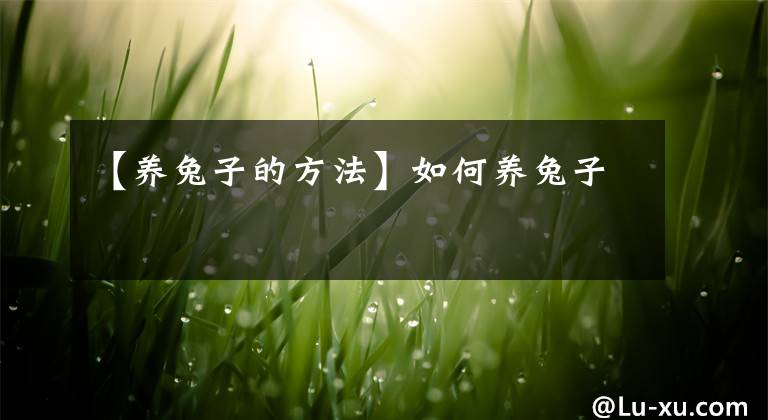 【養(yǎng)兔子的方法】如何養(yǎng)兔子