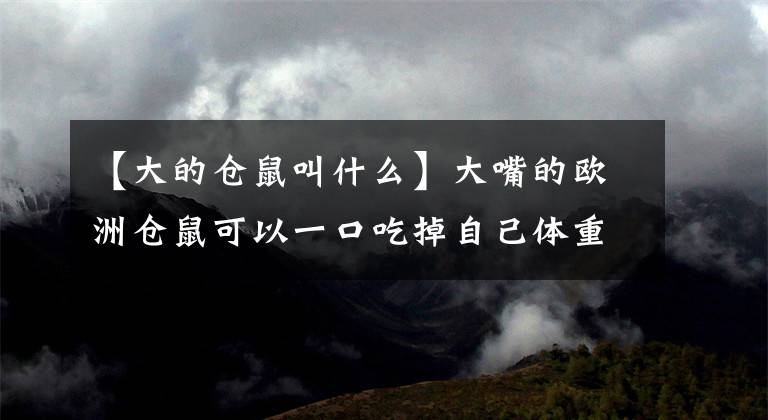 【大的倉(cāng)鼠叫什么】大嘴的歐洲倉(cāng)鼠可以一口吃掉自己體重的四分之一。