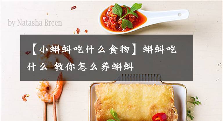 【小蝌蚪吃什么食物】蝌蚪吃什么 教你怎么養(yǎng)蝌蚪