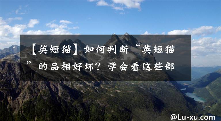 【英短貓】如何判斷“英短貓”的品相好壞？學(xué)會(huì)看這些部位，你就是行家