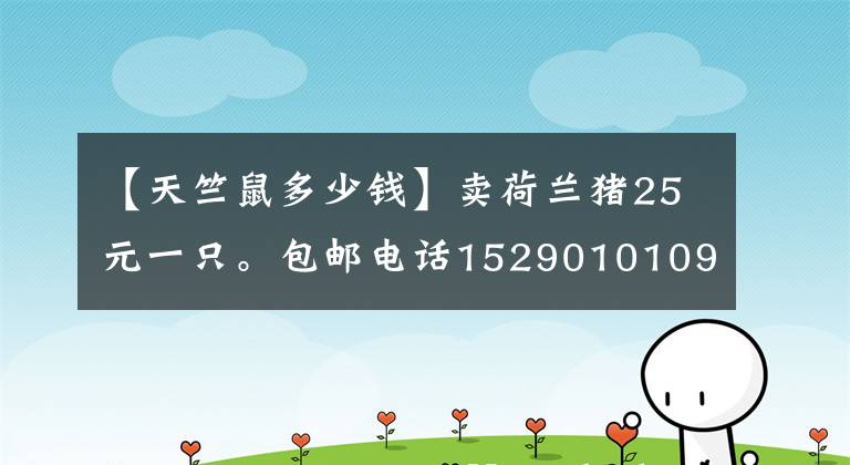 【天竺鼠多少錢】賣荷蘭豬25元一只。包郵電話15290101092。河南省內(nèi)便宜可自提。