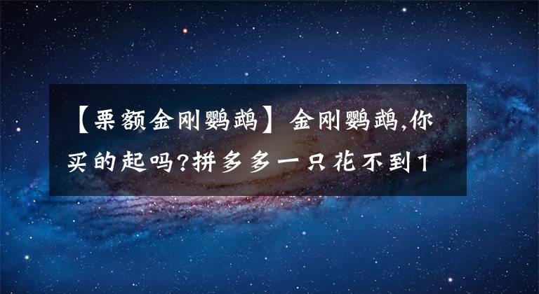 【栗額金剛鸚鵡】金剛鸚鵡,你買的起嗎?拼多多一只花不到1千,網(wǎng)友買鸚鵡蛋自己孵化