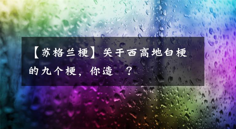 【蘇格蘭梗】關于西高地白梗的九個梗，你造??？