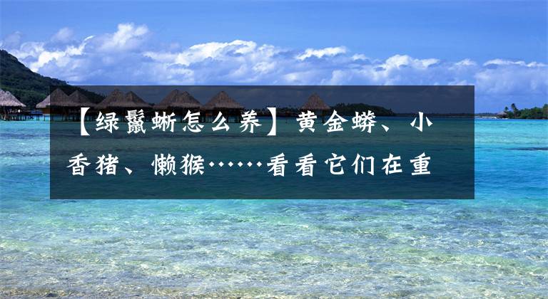 【綠鬣蜥怎么養(yǎng)】黃金蟒、小香豬、懶猴……看看它們在重慶動物園怎么過冬