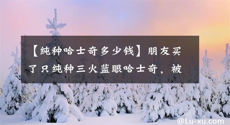 【純種哈士奇多少錢】朋友買了只純種三火藍眼哈士奇，被網(wǎng)友吐槽：厲害了我的哥