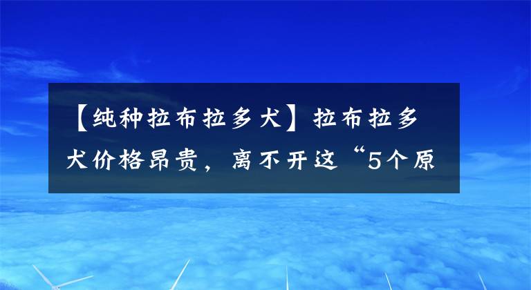 【純種拉布拉多犬】拉布拉多犬價(jià)格昂貴，離不開(kāi)這“5個(gè)原因”