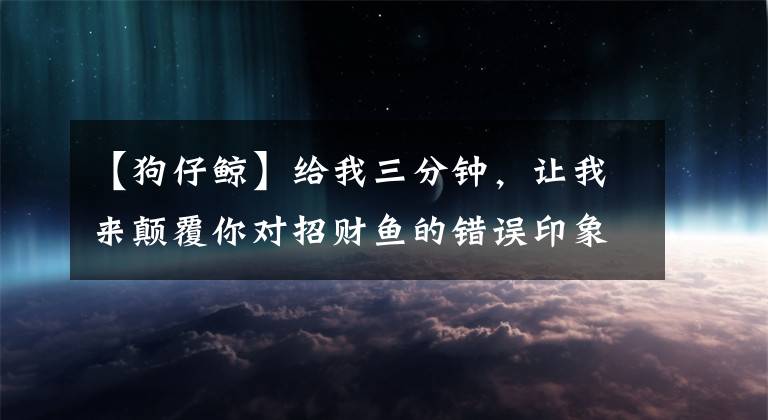 【狗仔鯨】給我三分鐘，讓我來顛覆你對招財魚的錯誤印象（寵物魚小知識）