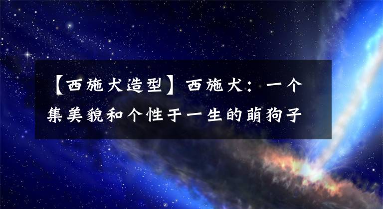 【西施犬造型】西施犬：一個(gè)集美貌和個(gè)性于一生的萌狗子