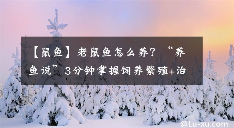 【鼠魚】老鼠魚怎么養(yǎng)？“養(yǎng)魚說”3分鐘掌握飼養(yǎng)繁殖+治病技巧