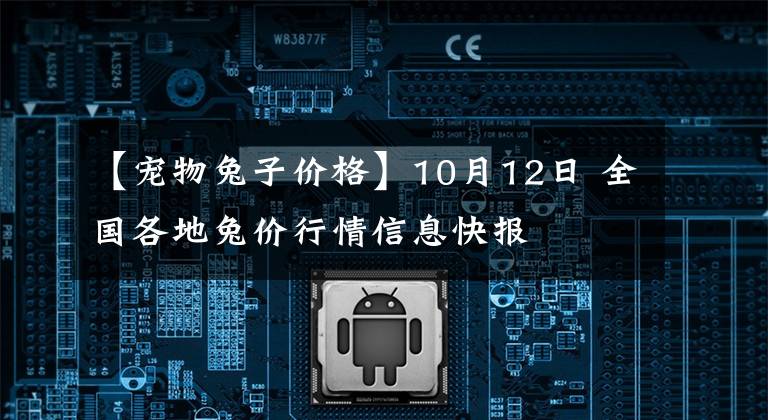 【寵物兔子價格】10月12日 全國各地兔價行情信息快報