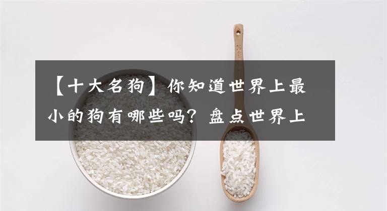 【十大名狗】你知道世界上最小的狗有哪些嗎？盤點(diǎn)世界上最小的10大犬種