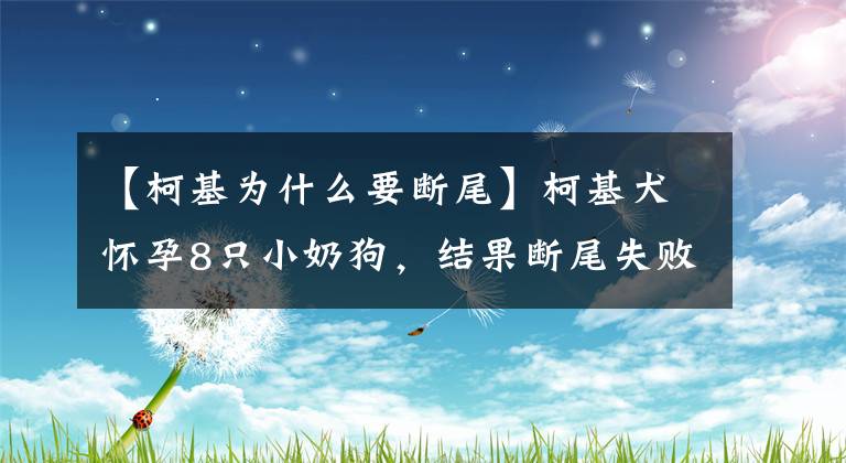 【柯基為什么要斷尾】柯基犬懷孕8只小奶狗，結(jié)果斷尾失敗，網(wǎng)友：隔著屏幕都覺得疼