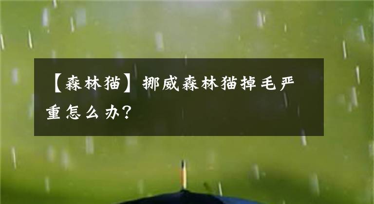 【森林貓】挪威森林貓掉毛嚴(yán)重怎么辦？